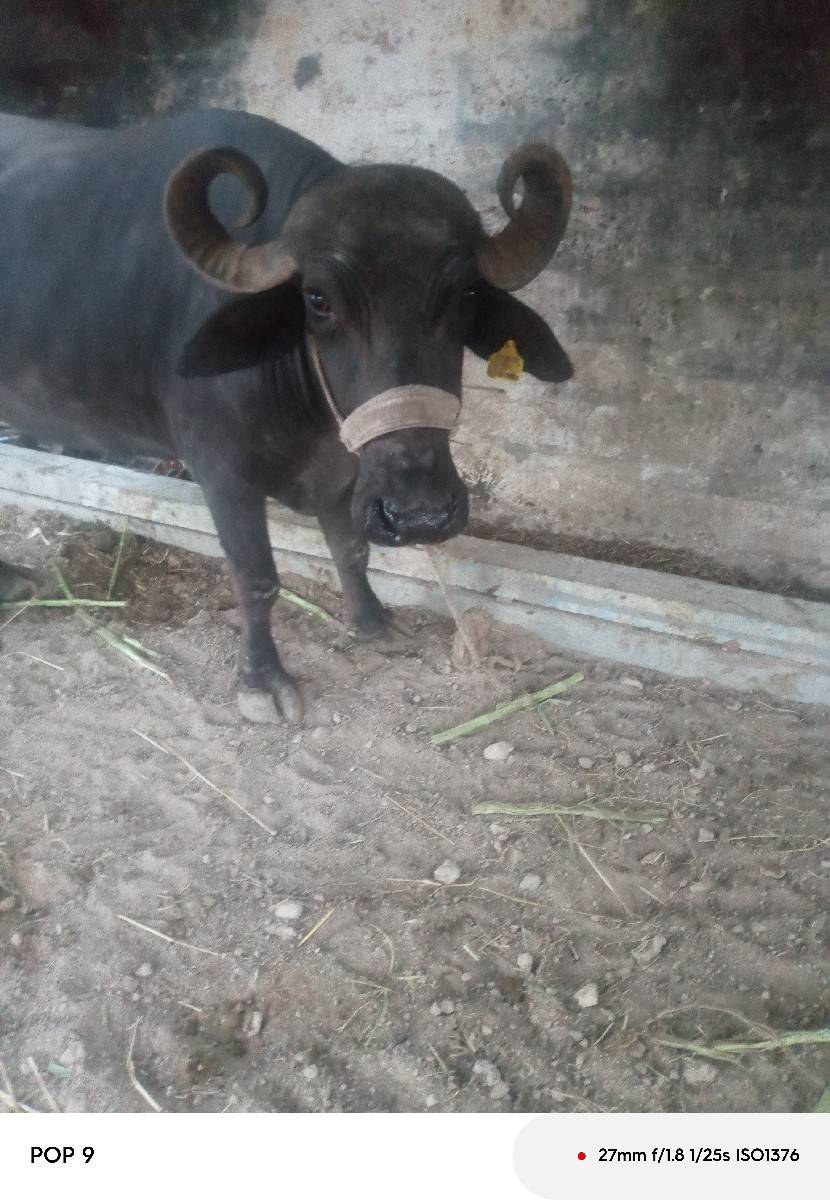 ભેંસ વેચવાની છે