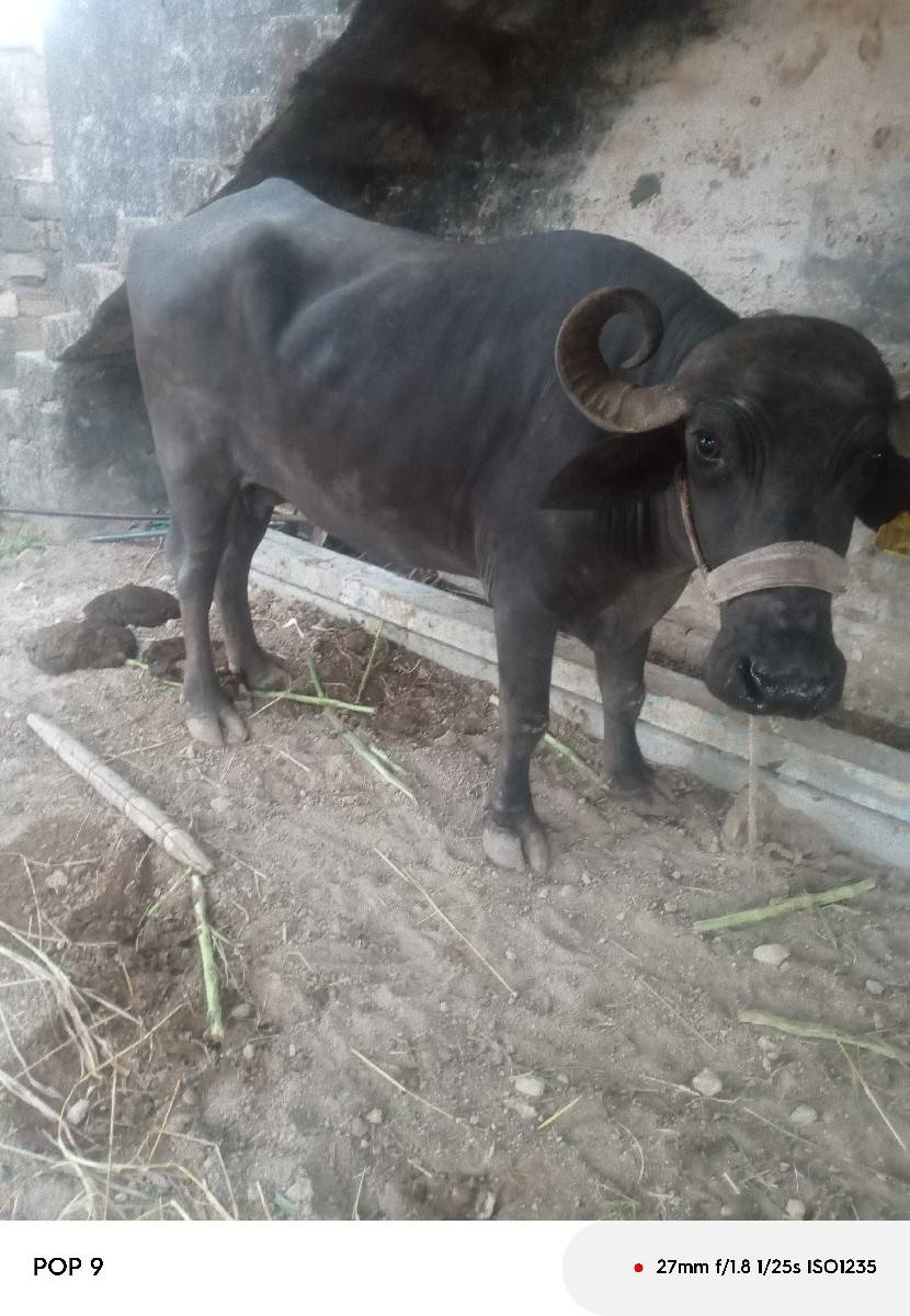 ભેંસ વેચવાની છે