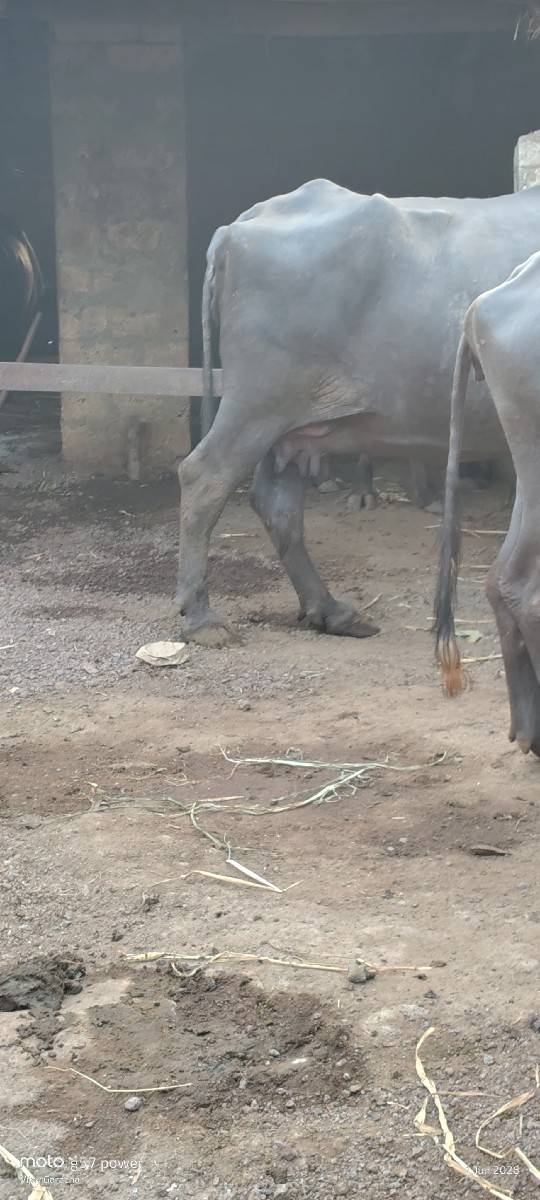 ભેંસ વેશવાની સે