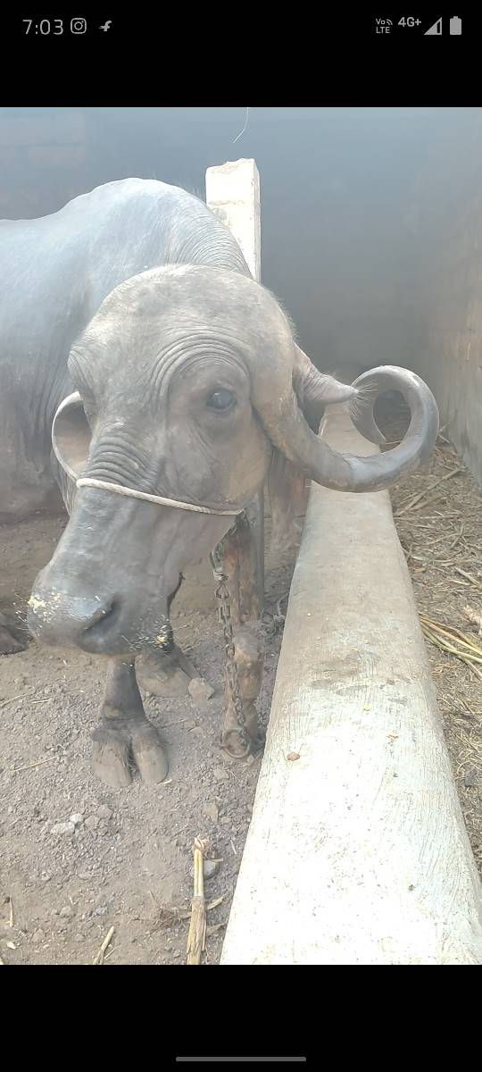 ભેંસ વેશવાની સે