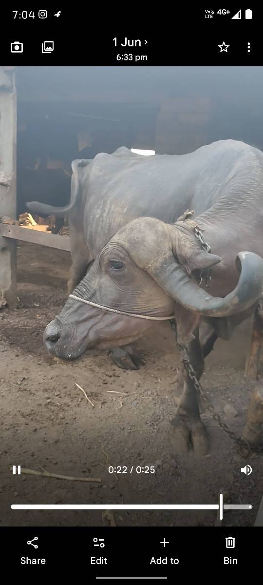 ભેંસ વેશવાની સે