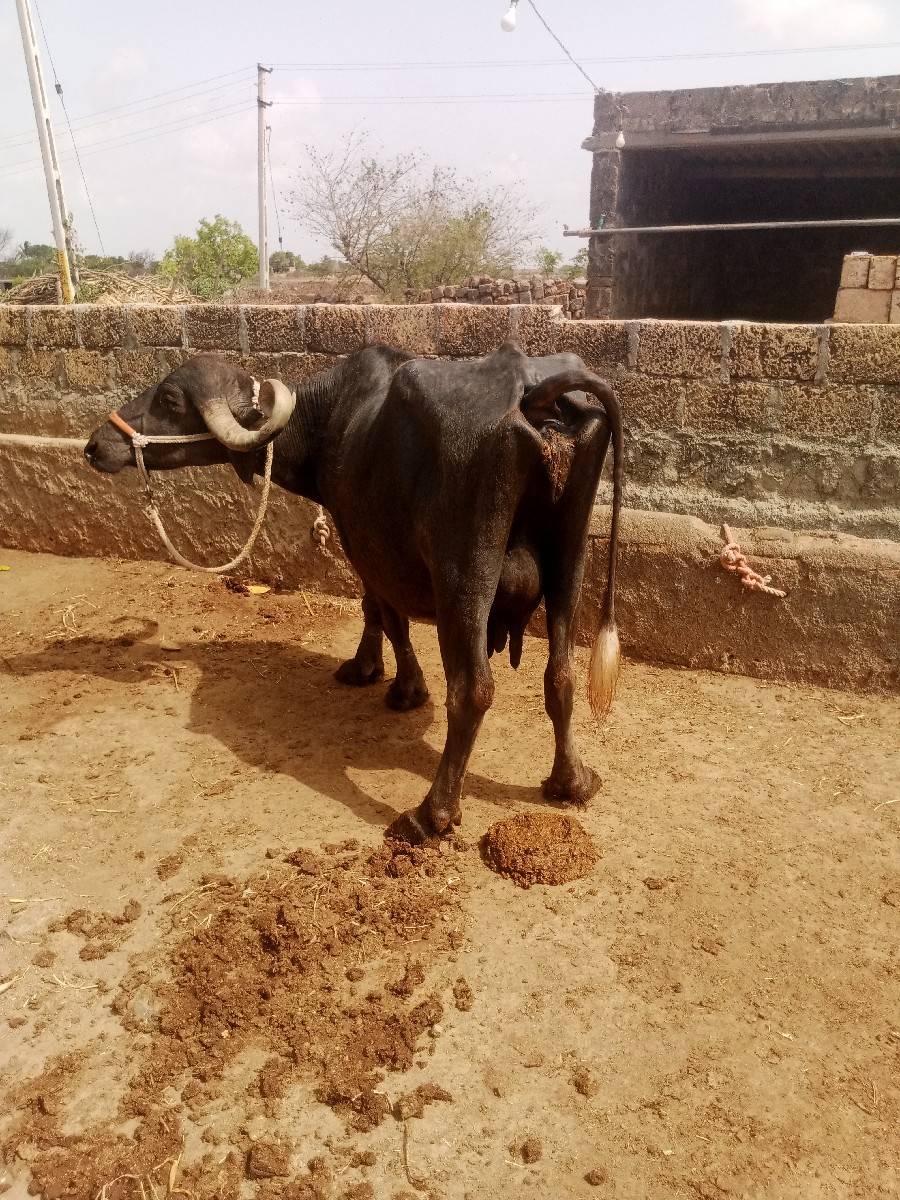 ભેસ
