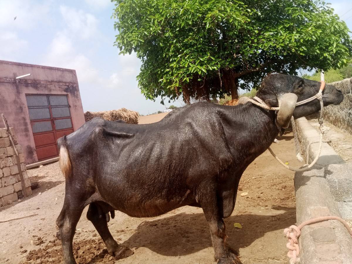 ભેસ