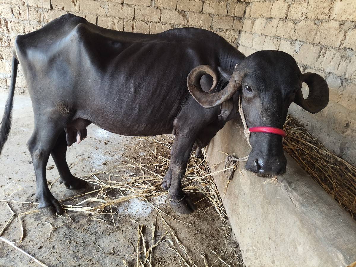 6 લિટર દૂધ બીજું વેતર