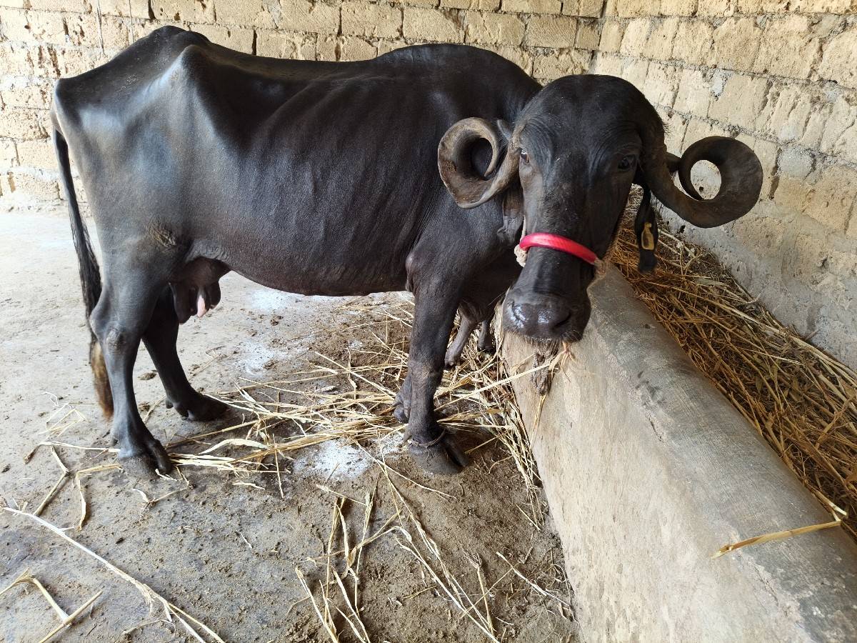 6 લિટર દૂધ બીજું વેતર