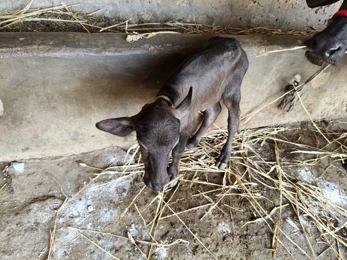 6 લિટર દૂધ બીજું વેતર