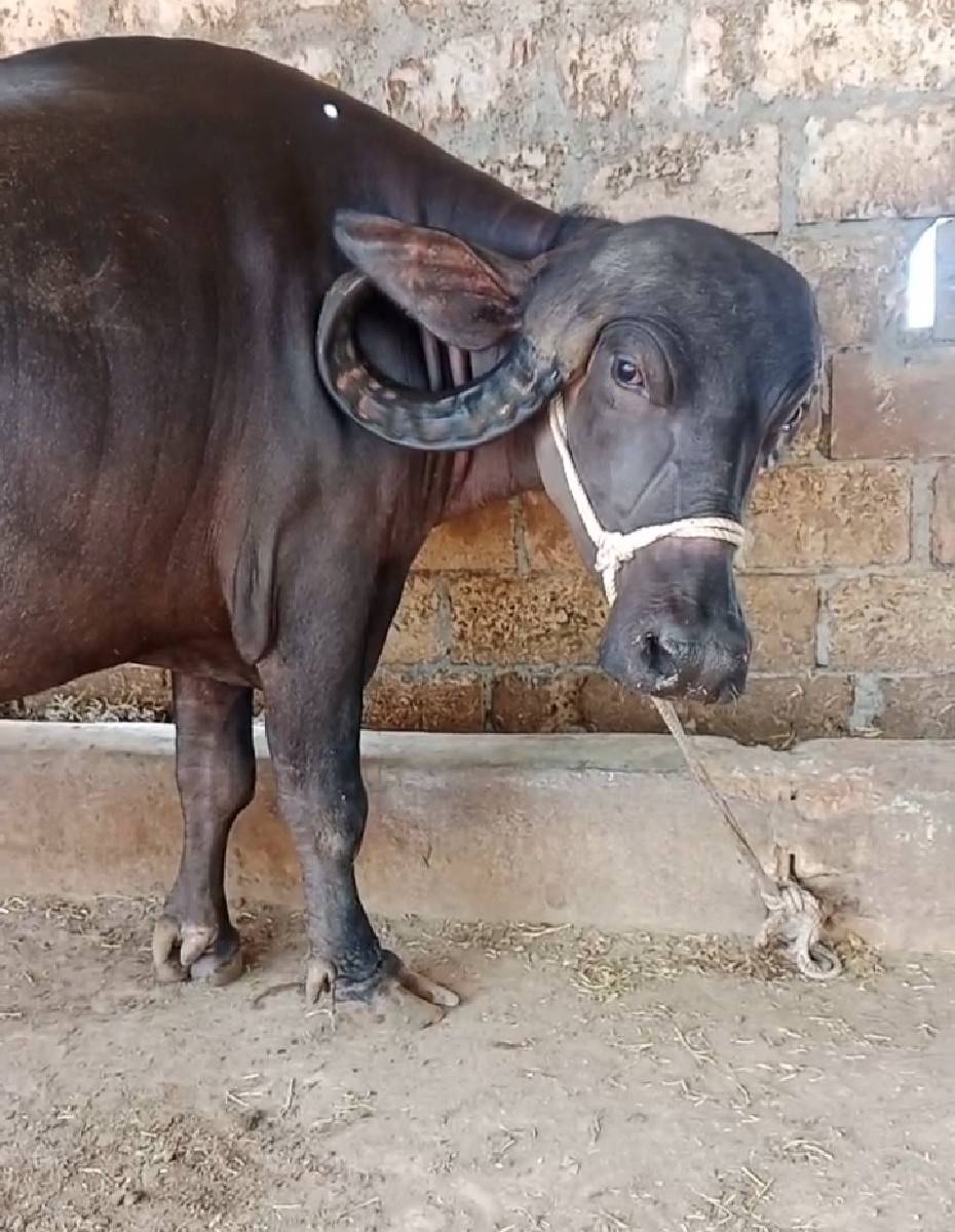ખડેલી વેસવાનીસે