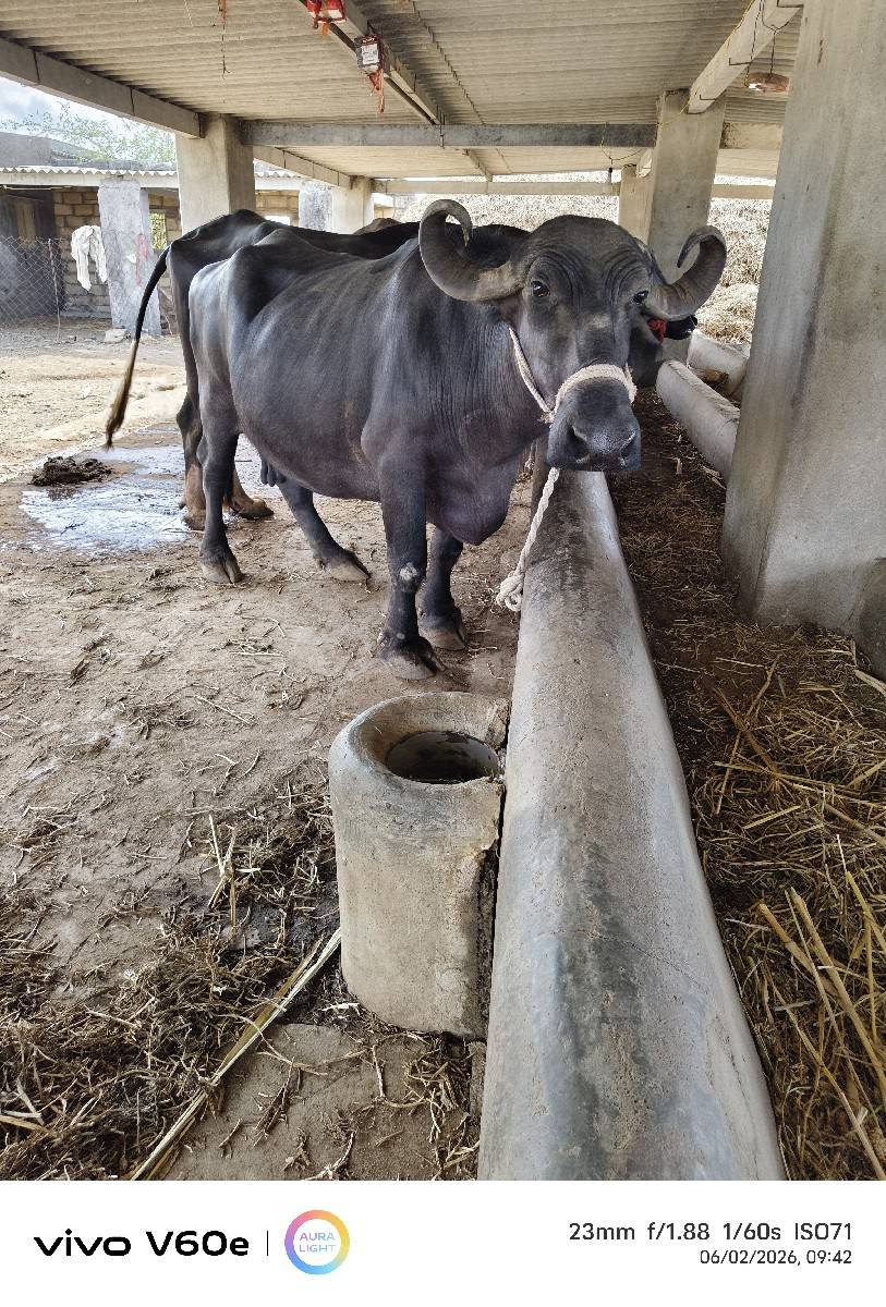 ભેંસ વેચવા ની છે