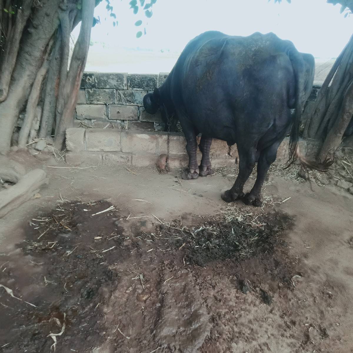 ભેંસ વેચવાની છે.