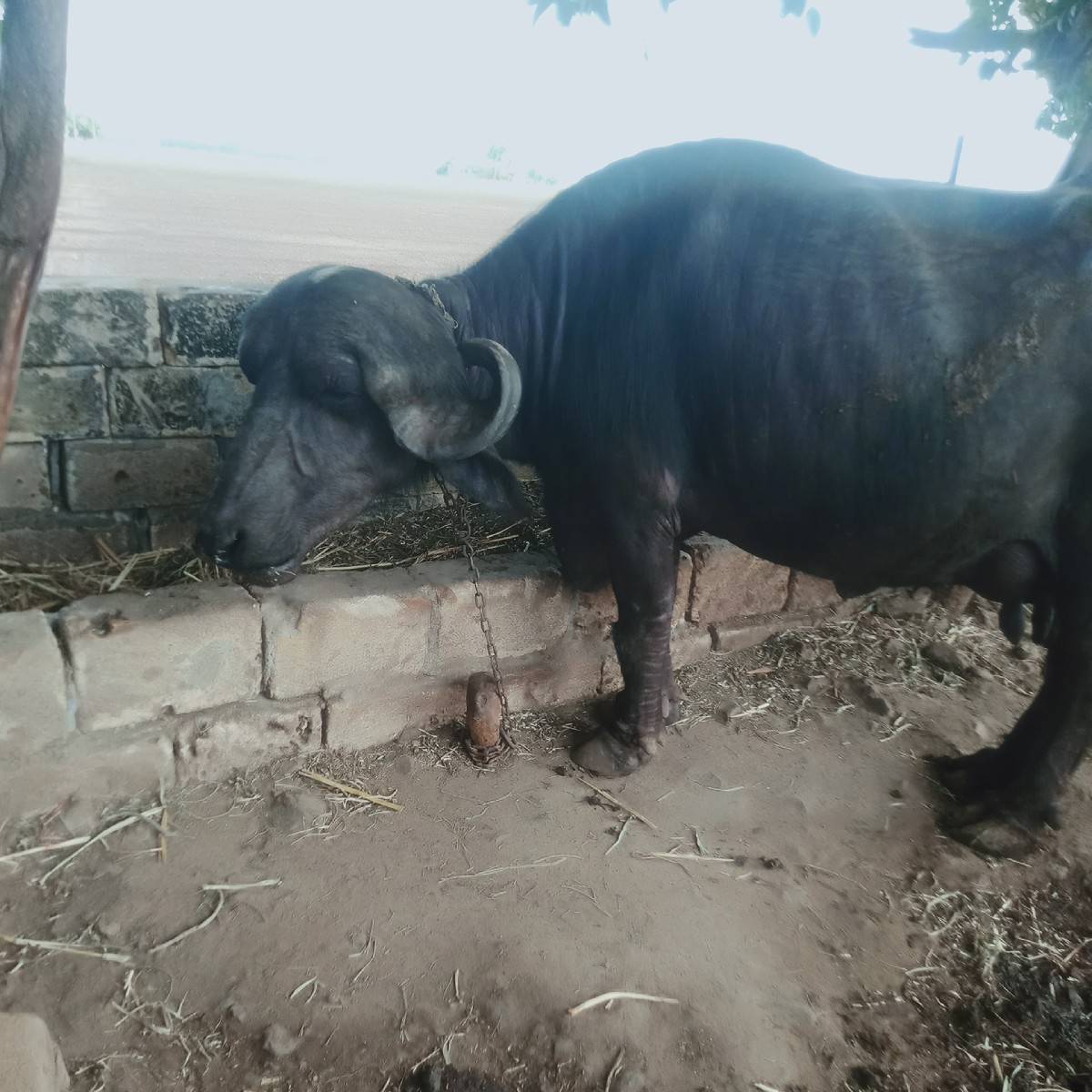 ભેંસ વેચવાની છે.