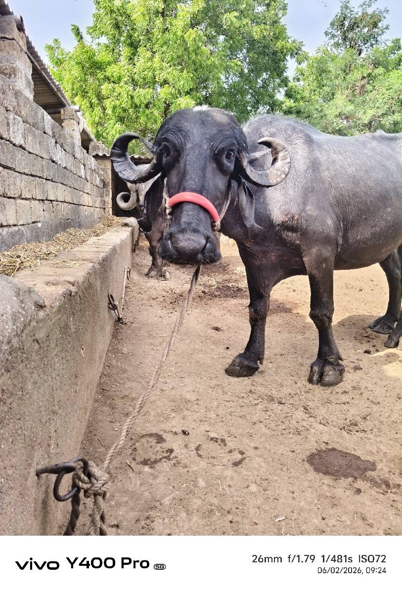 ખડેલી વેચવાની છે