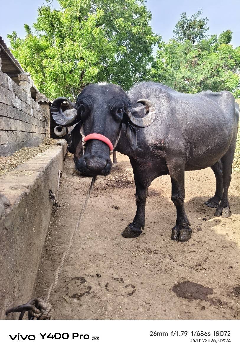 ખડેલી વેચવાની છે
