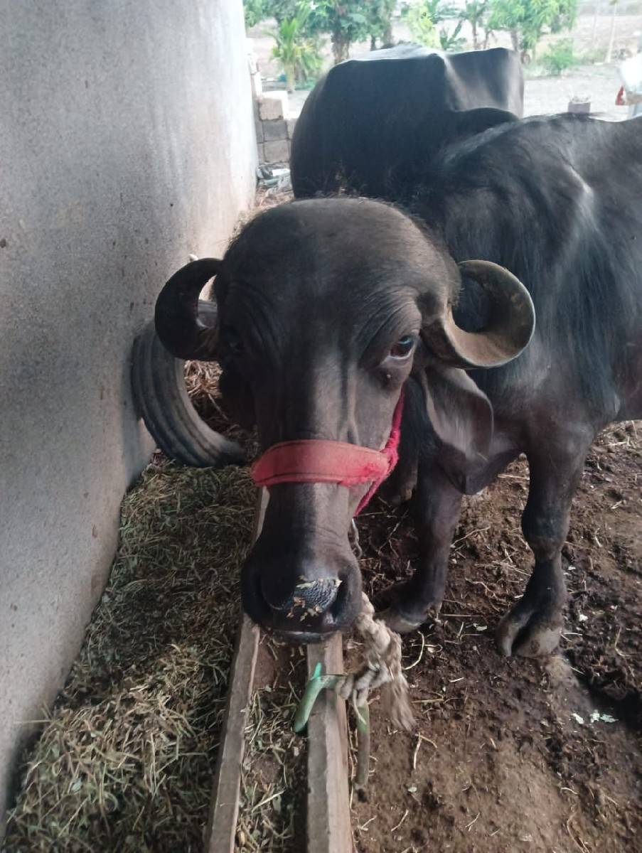 ખડેલી વેચવાની સે