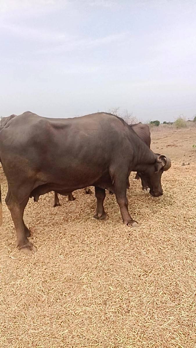ભેંસ વેચવાની છે