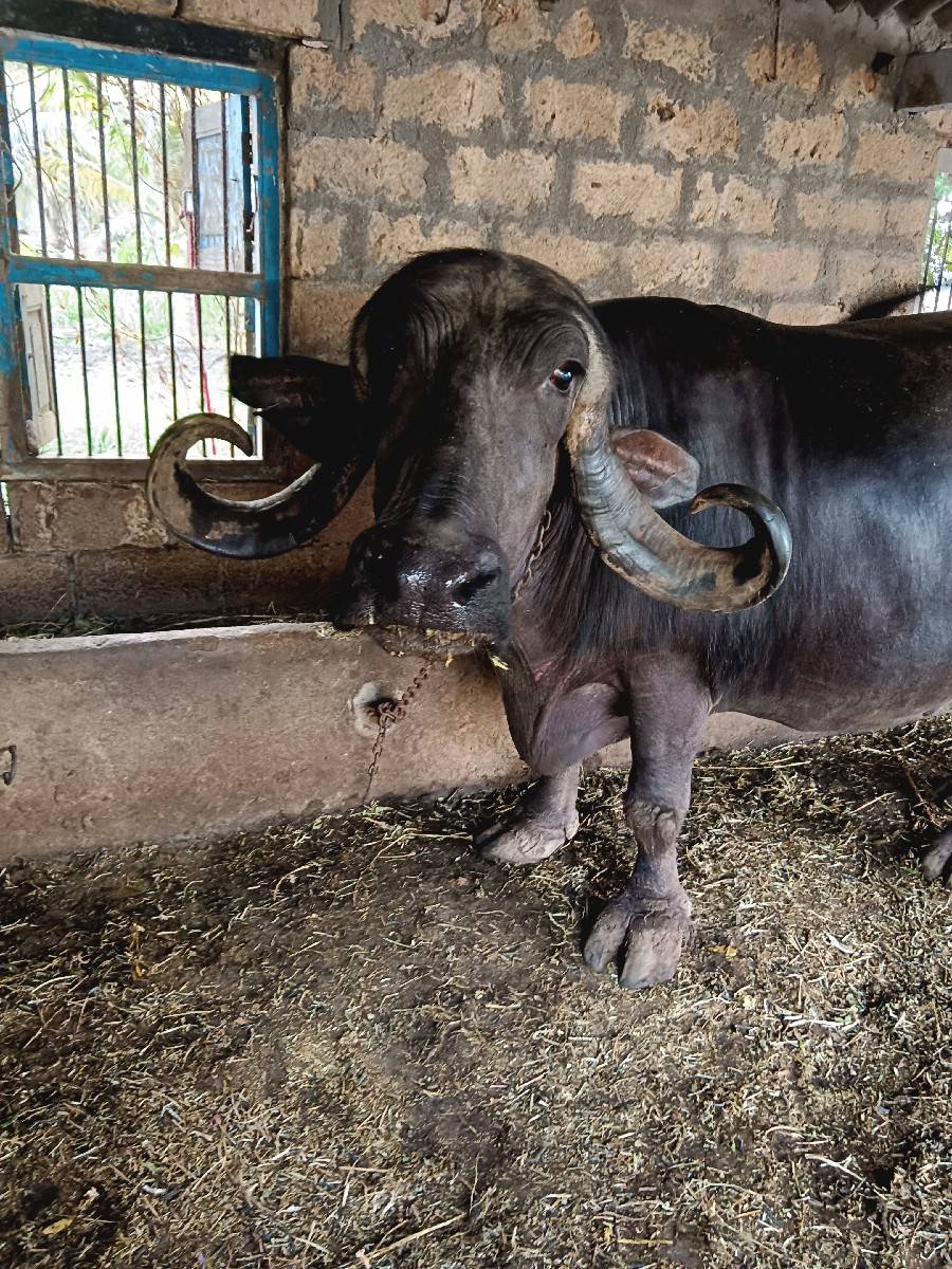 ભેંશ વેચવાની છે