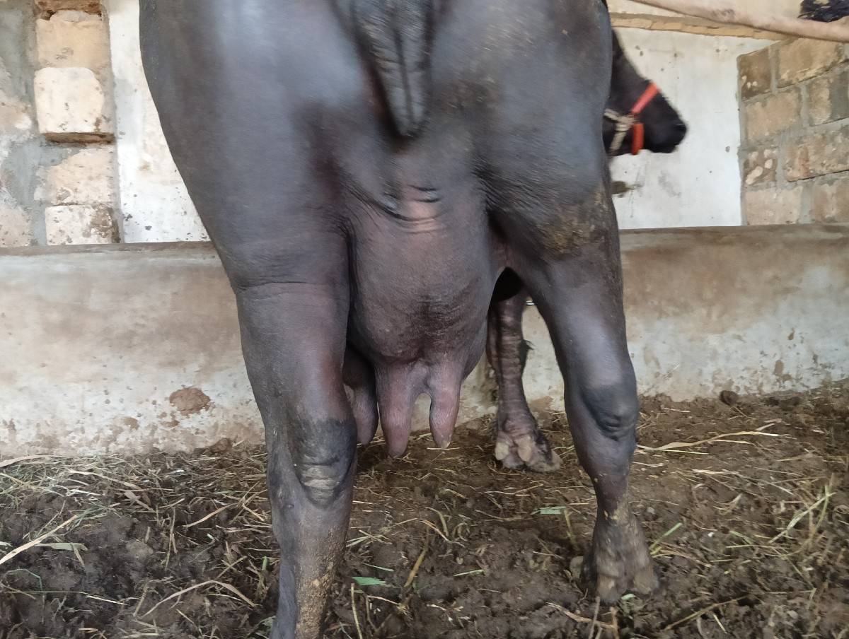 ભેંશ વેચવાની છે