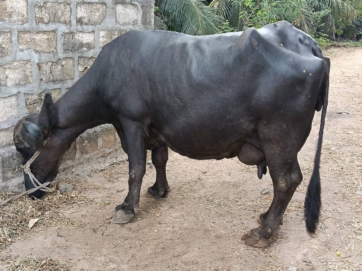 આ ભેંસ વેચવાની છે