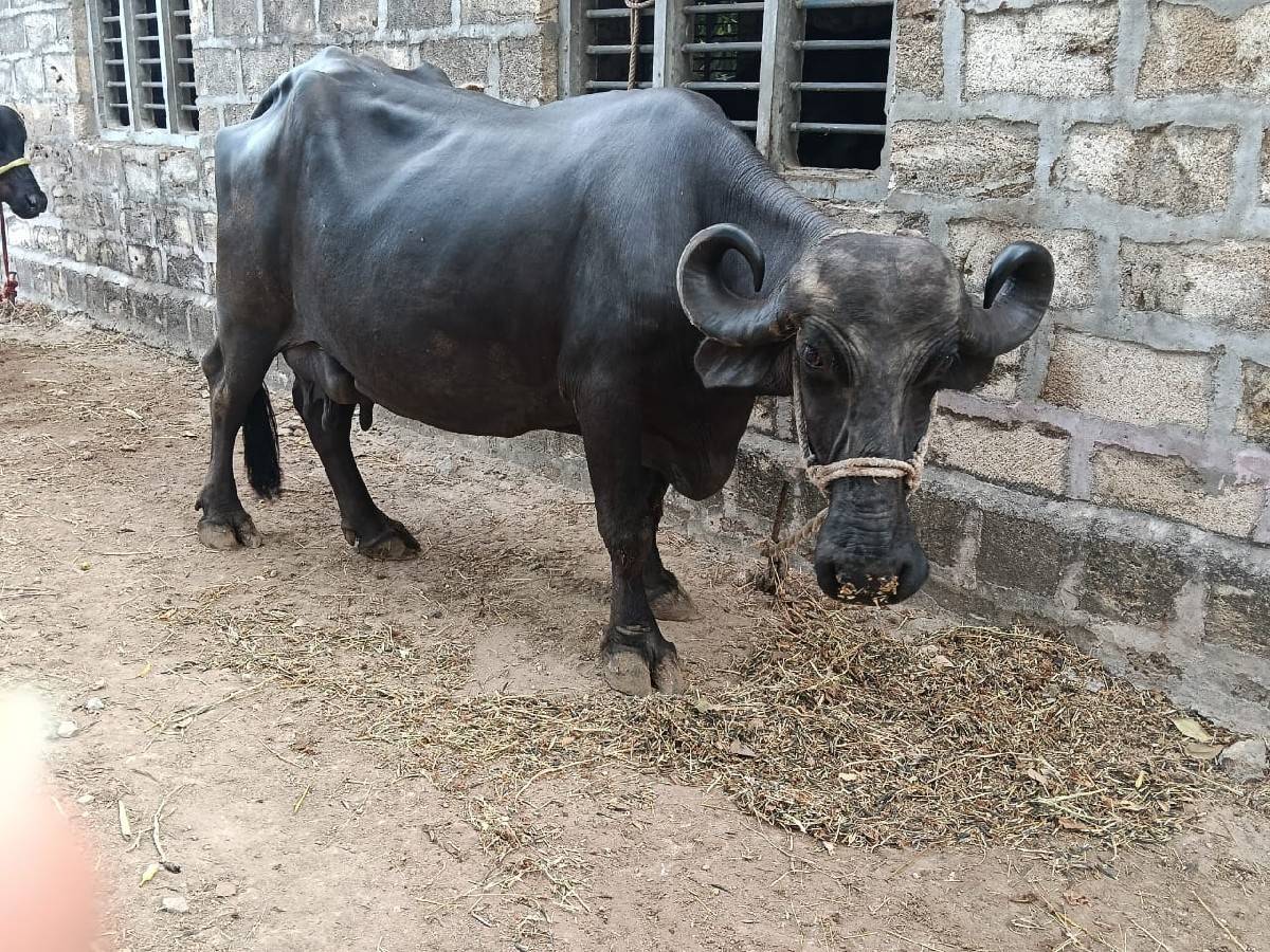 આ ભેંસ વેચવાની છે