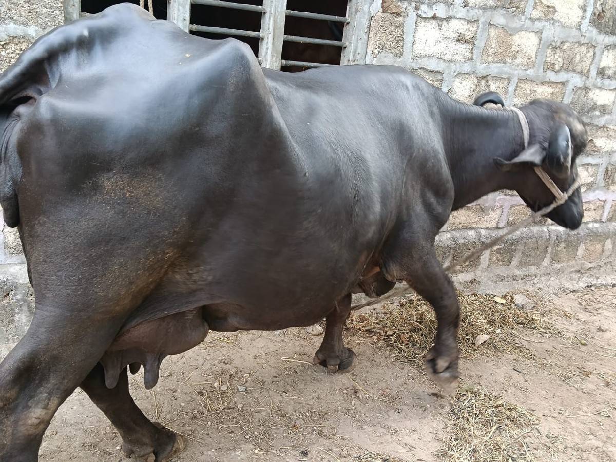 આ ભેંસ વેચવાની છે