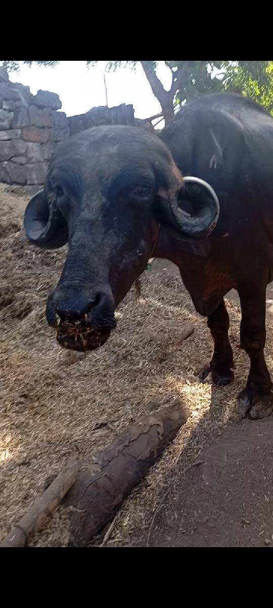 સારી ઓલાદની ખડેલી વેચવાની છે