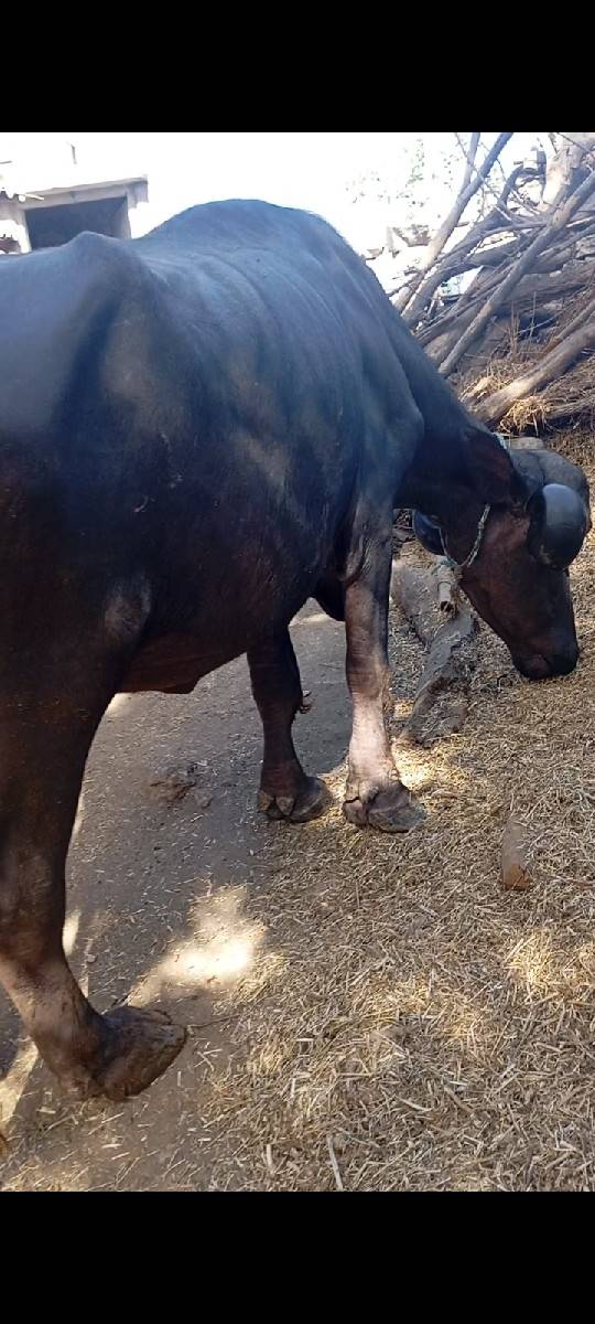 સારી ઓલાદની ખડેલી વેચવાની છે