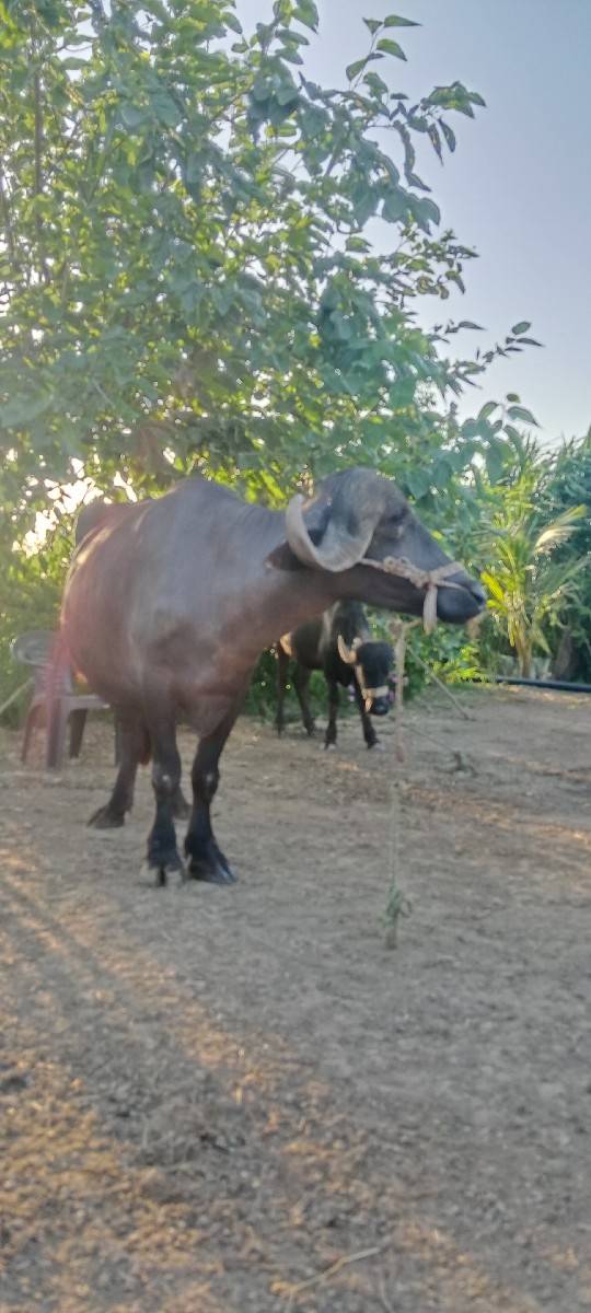 ભેંસ વેચવાની છે