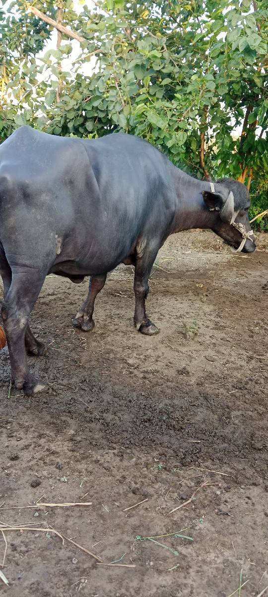 ભેંસ વેચવાની છે