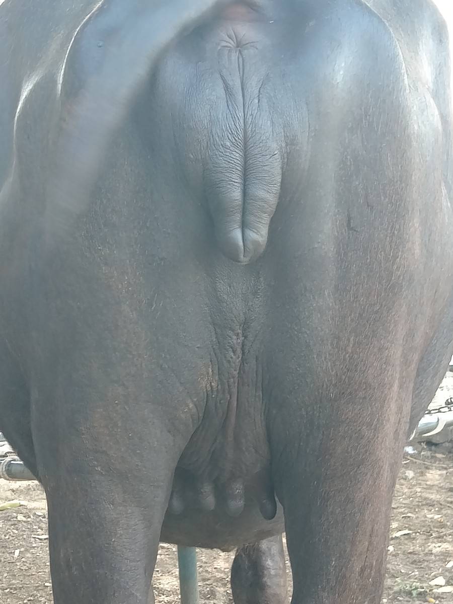 બે ખળેલી વેસવાનીસે પેલું