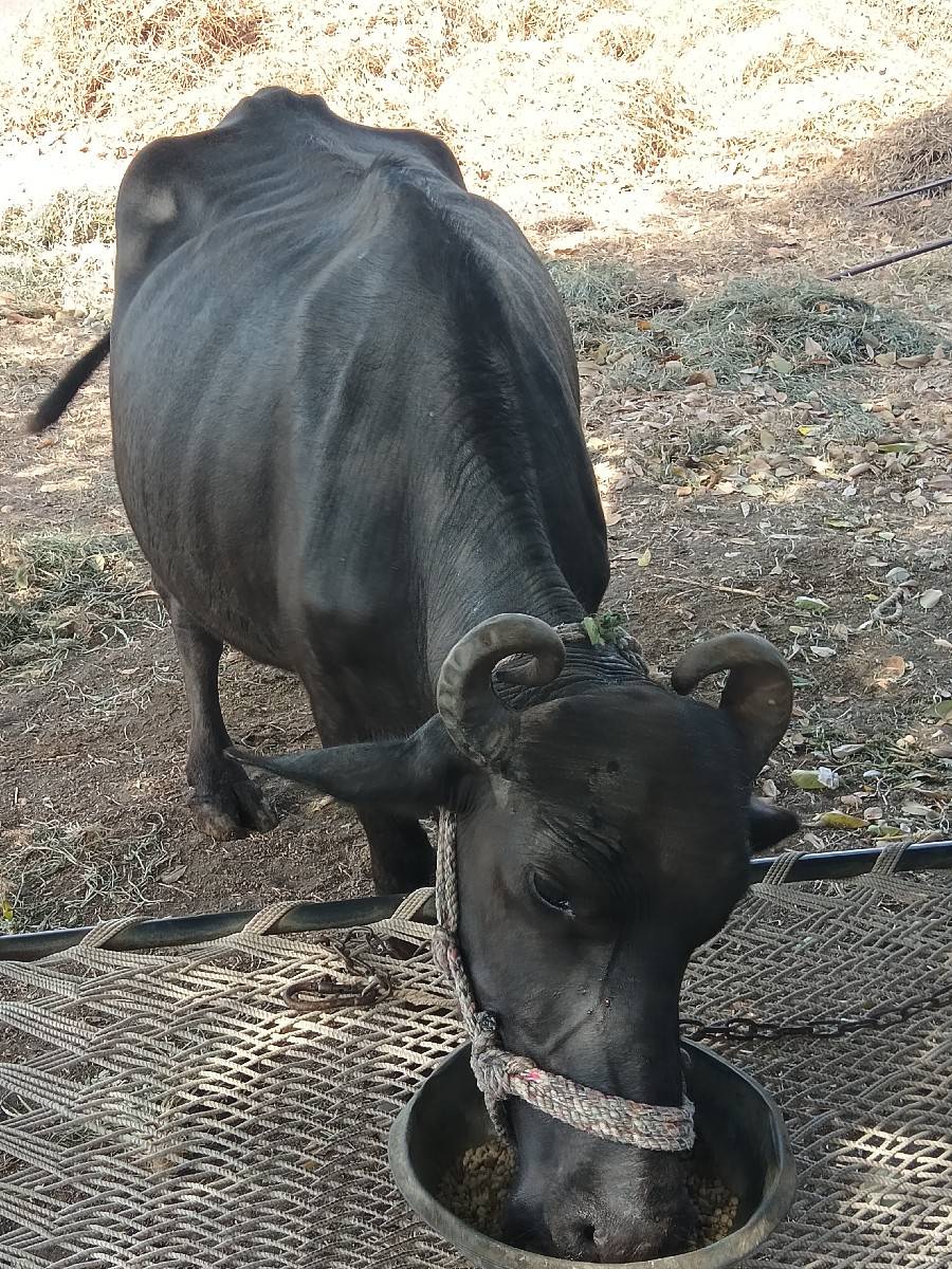 બે ખળેલી વેસવાનીસે પેલું