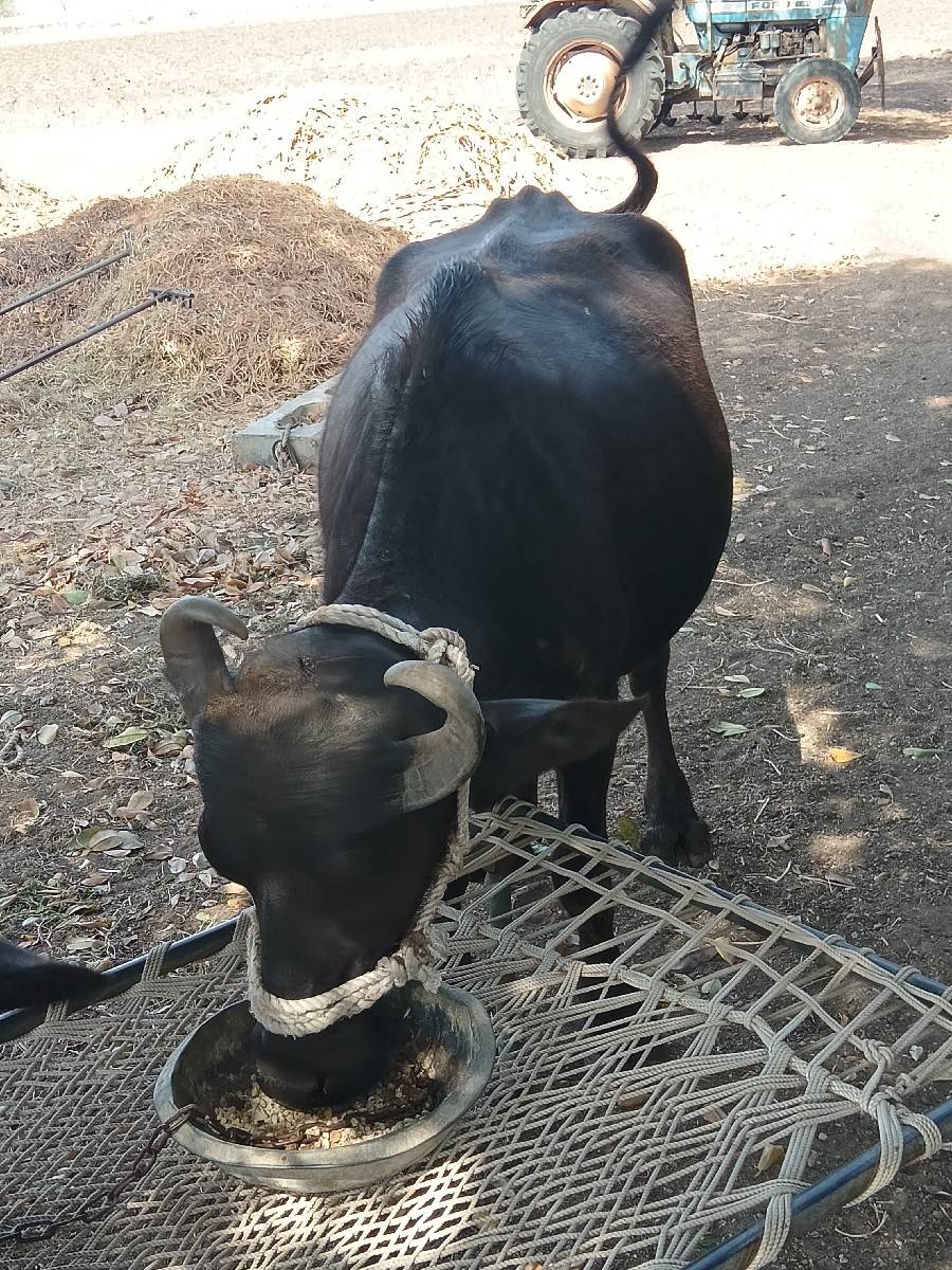 બે ખળેલી વેસવાનીસે પેલું