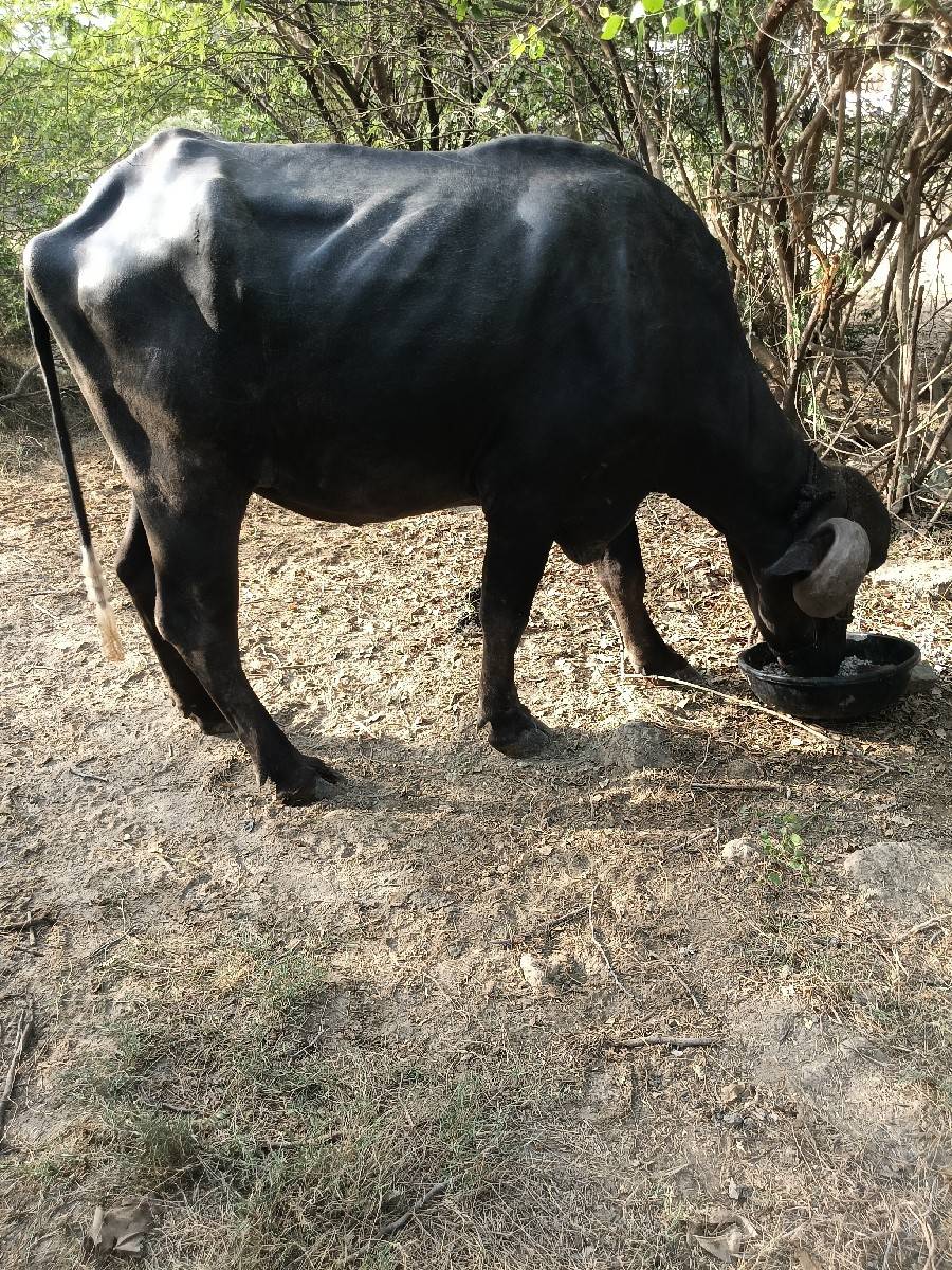 પેલા વેતરમા