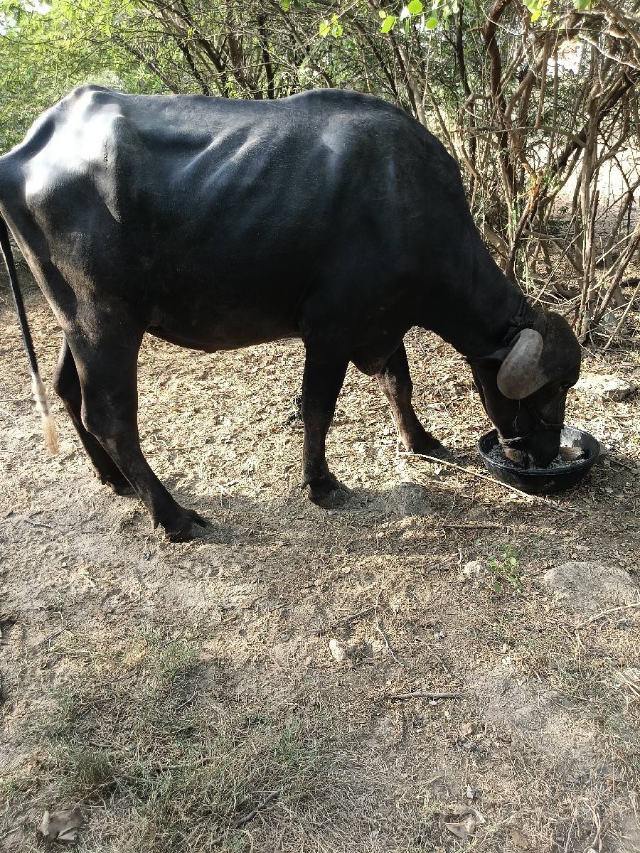પેલા વેતરમા