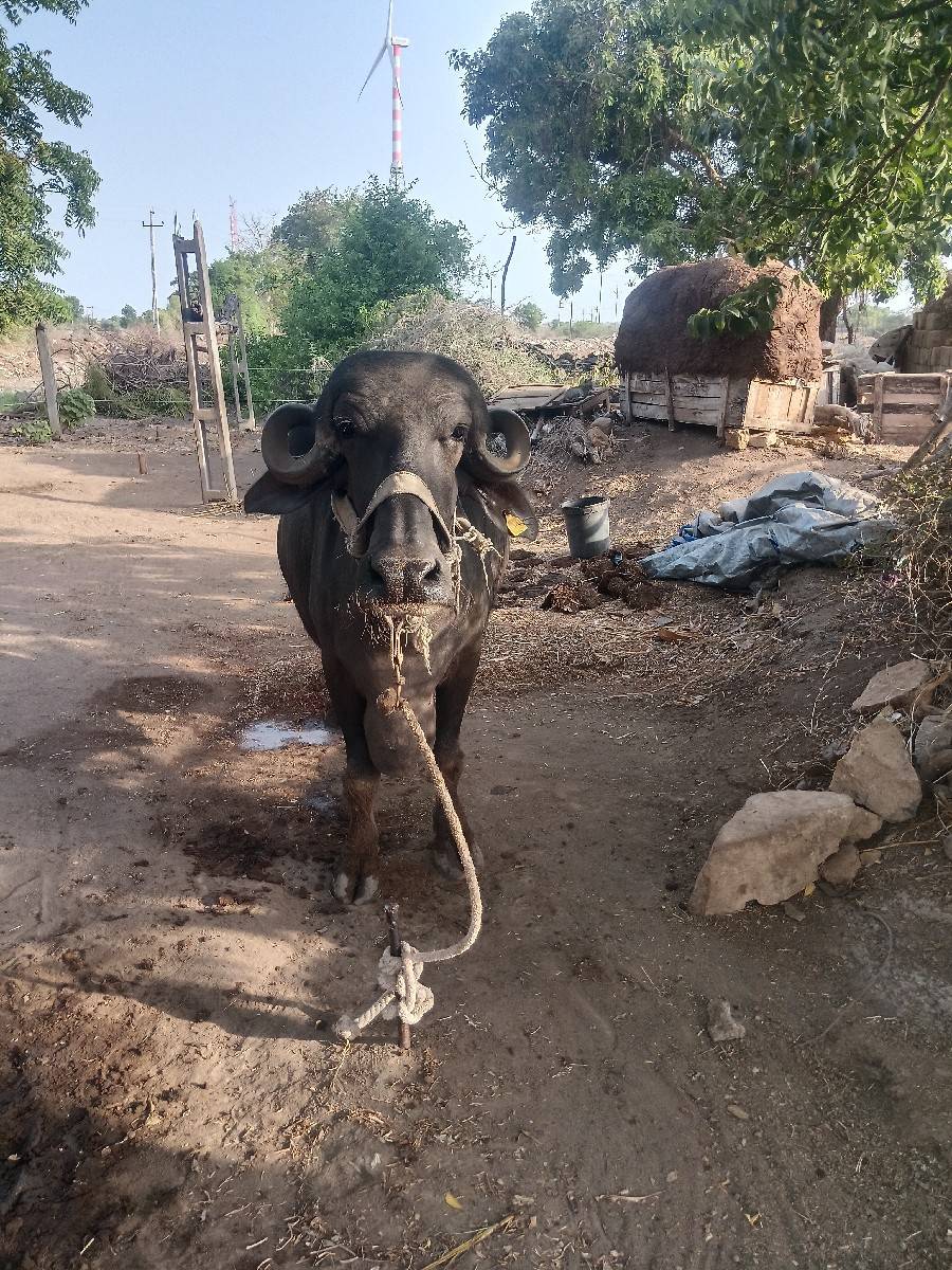 ભેંશ વેચવાની છે