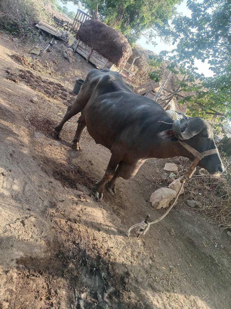 ભેંશ વેચવાની છે