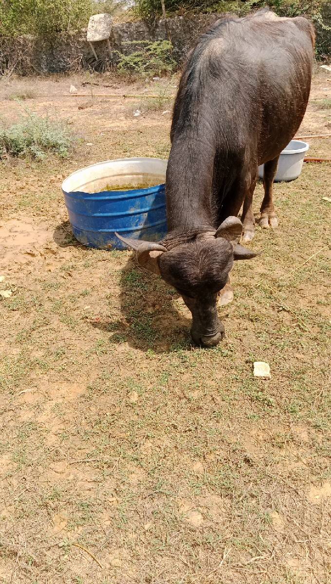 ભેસ