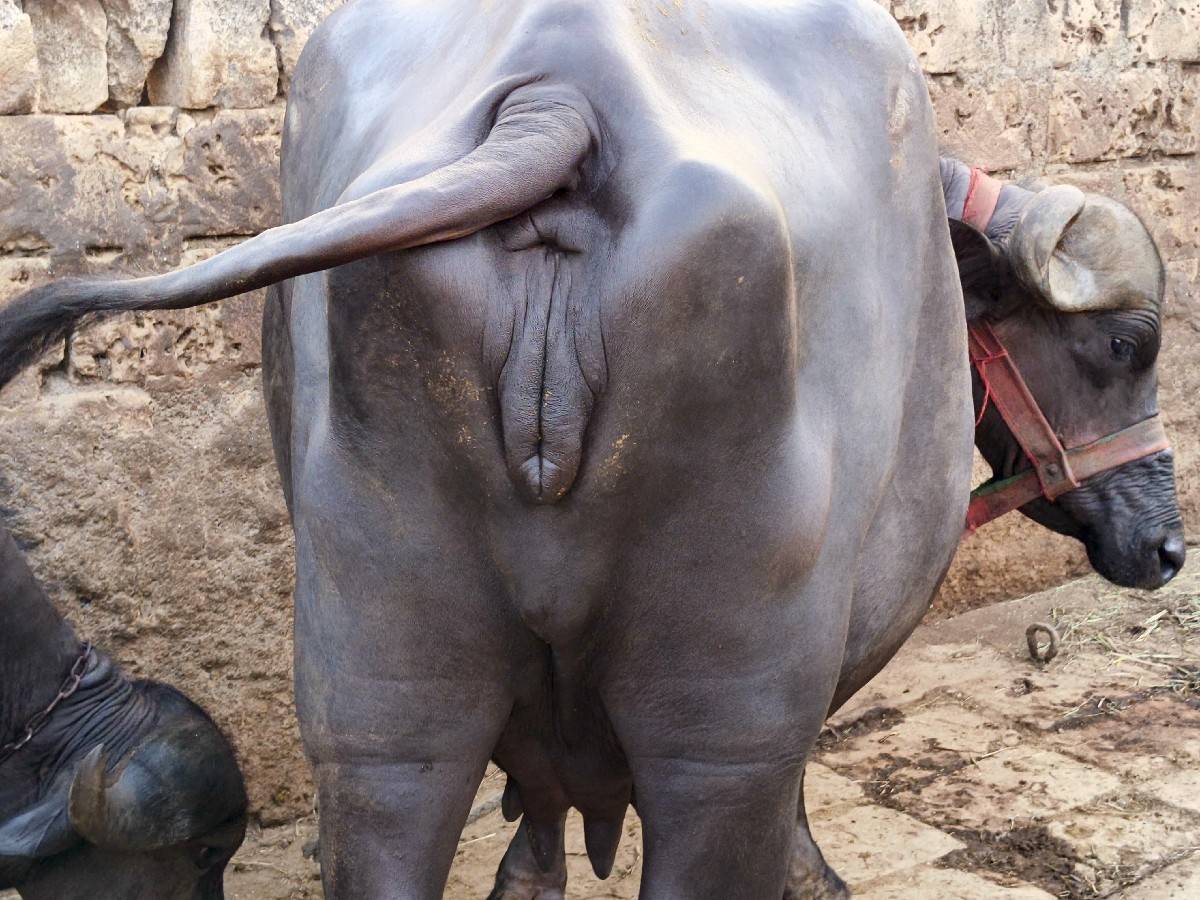 ખળેલી વેસવાની છે