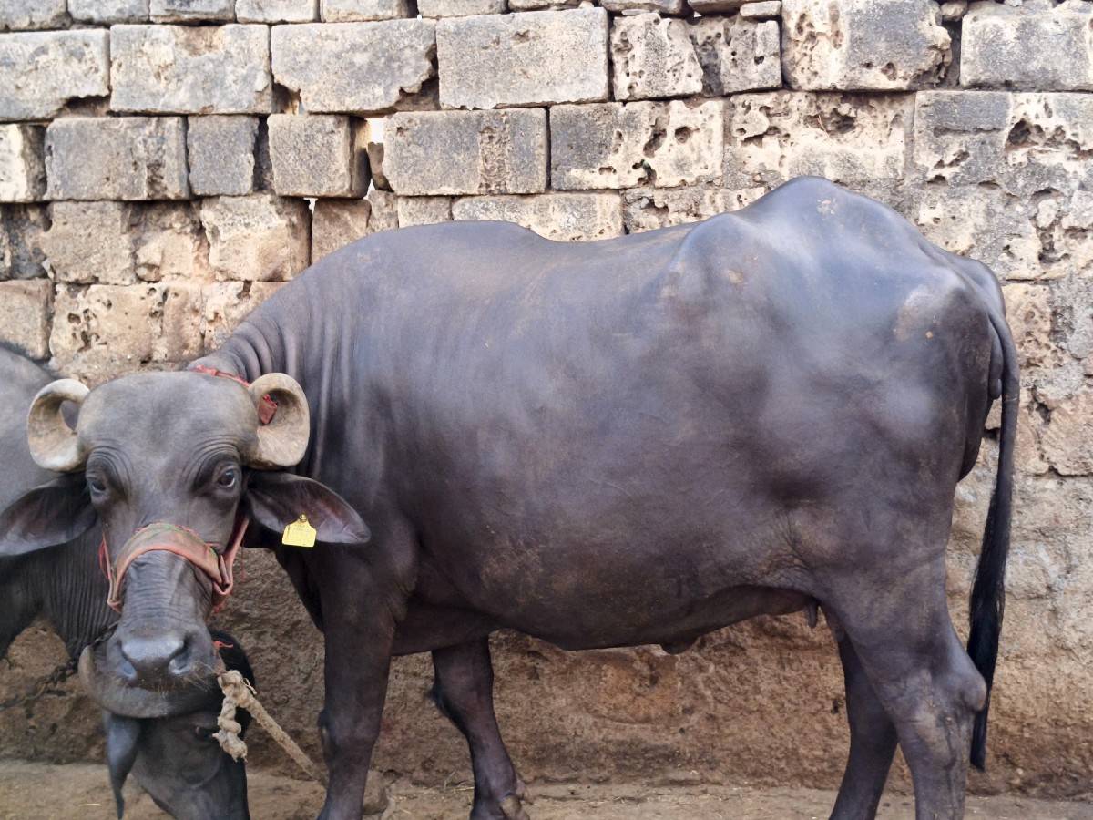 ખળેલી વેસવાની છે