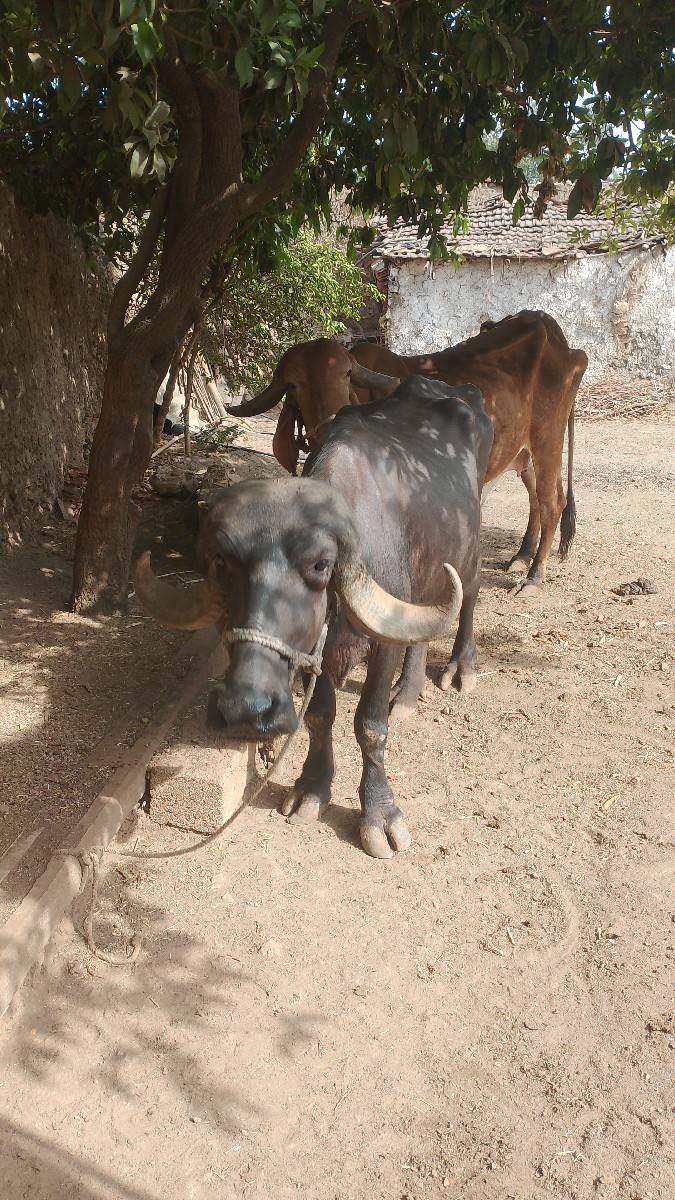 ખળેલી વેચવાની છે