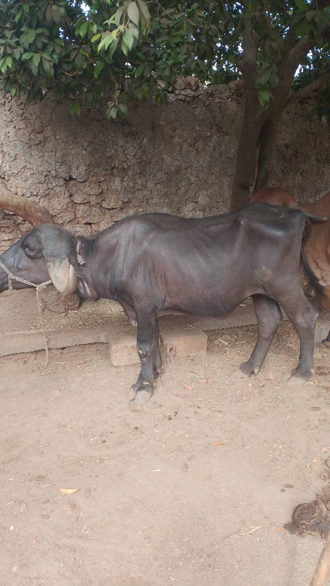 ખળેલી વેચવાની છે