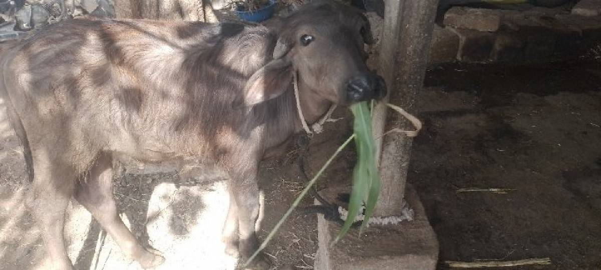 પાડો વેચવાનો છે