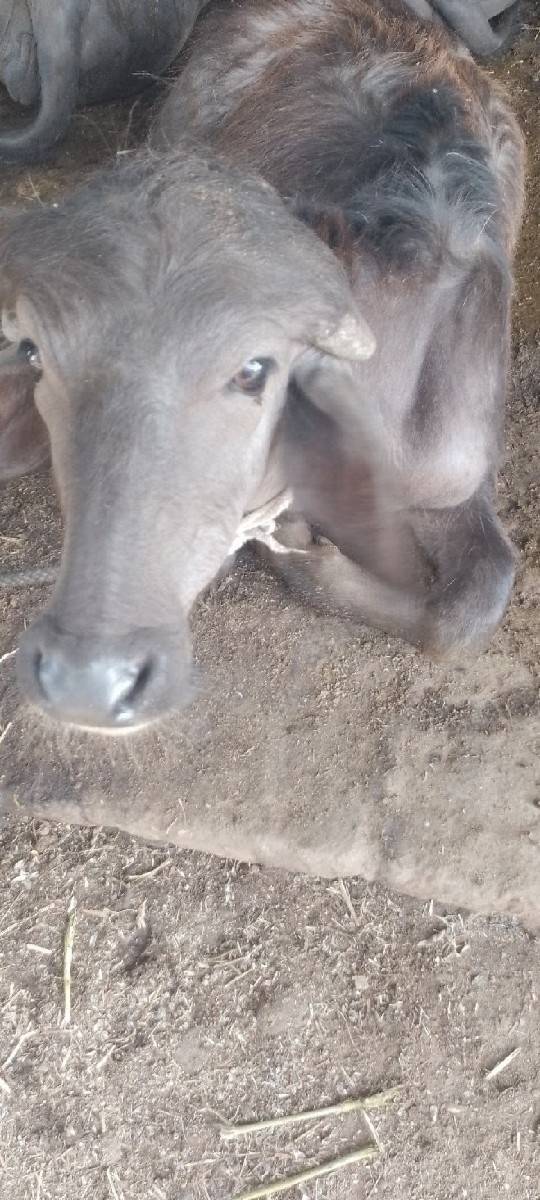 પાડો વેચવાનો છે