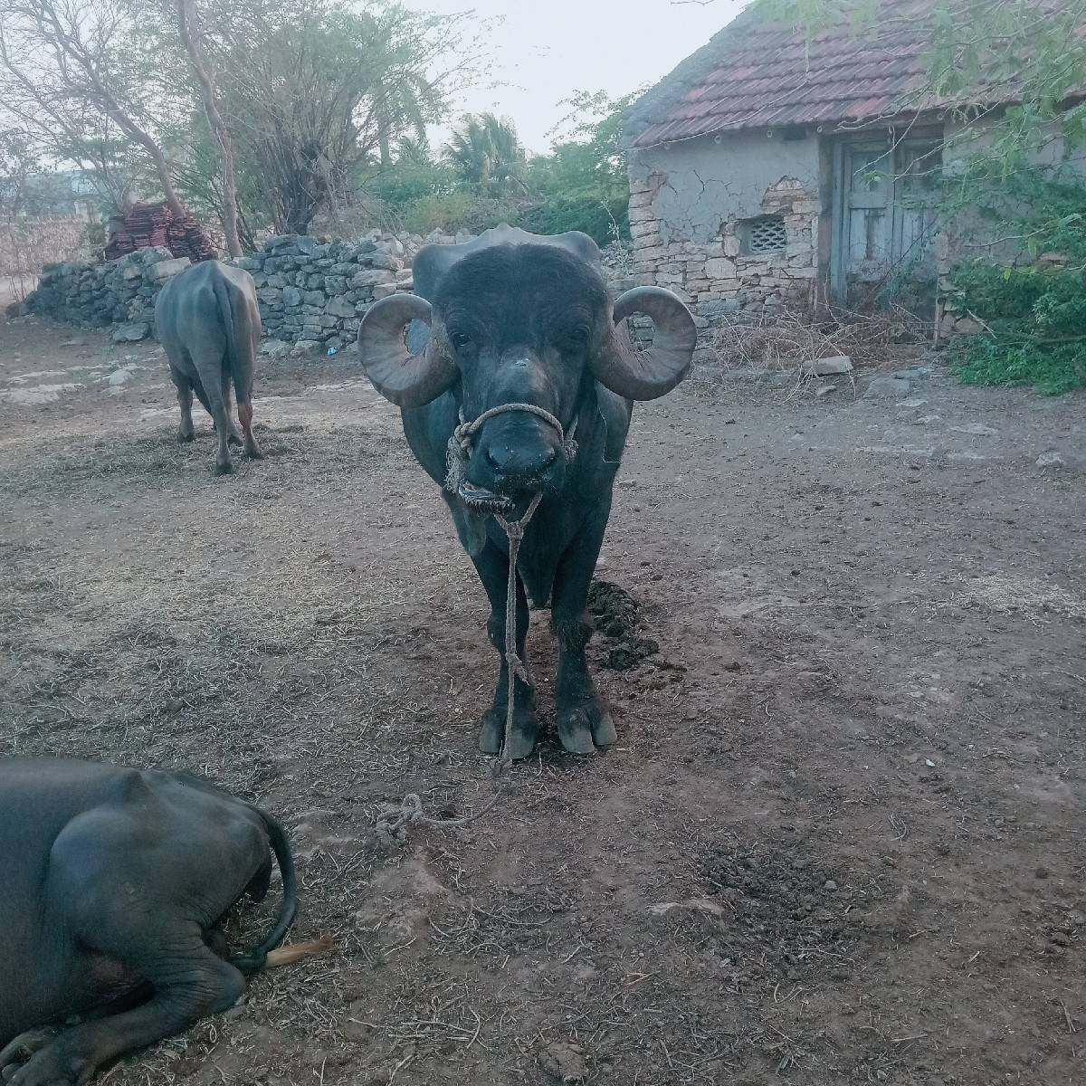 લંબાઈ ઉસાય પુરી