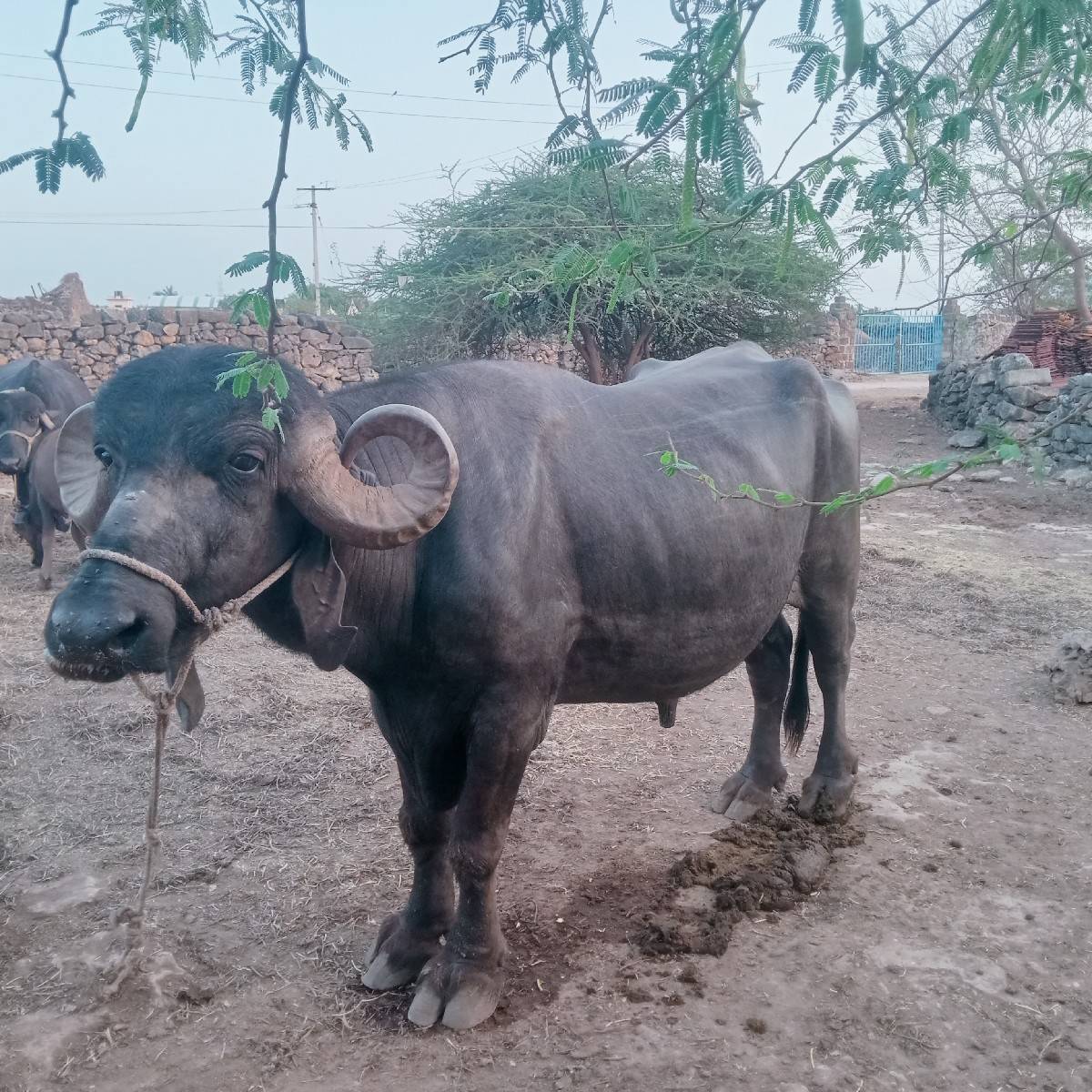 લંબાઈ ઉસાય પુરી
