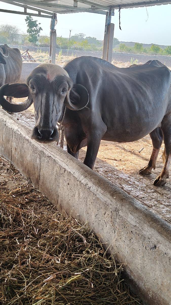 ૨ ખડૅલી પૅલા વૅતર માં