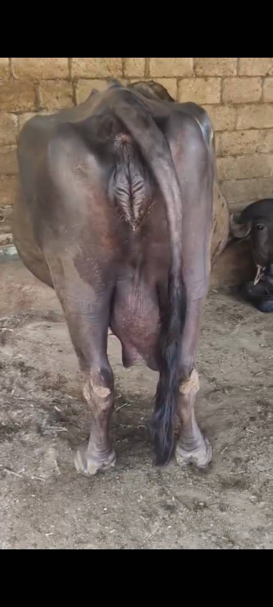 ભેસ વેસવાની છૈ