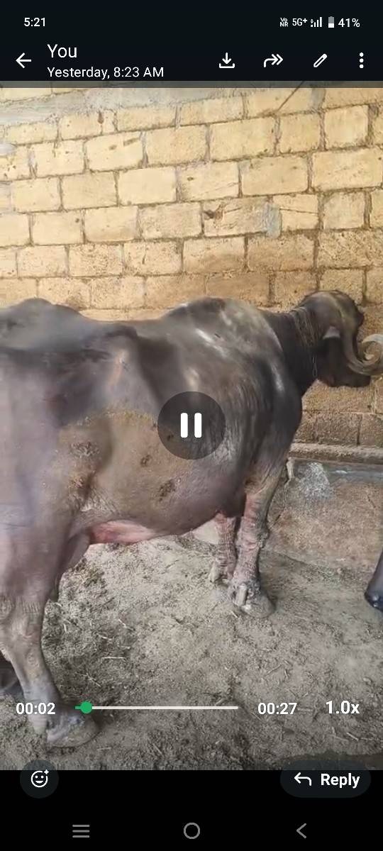 ભેસ વેસવાની છૈ
