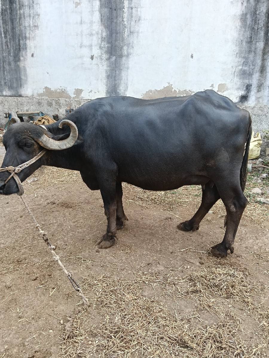 ભેંસ વેચવાની છે