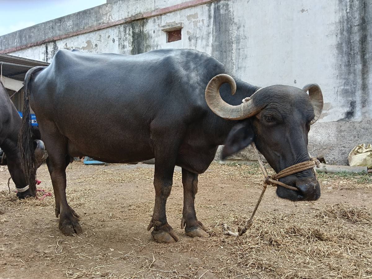 ભેંસ વેચવાની છે