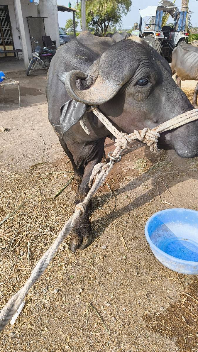 ખળેલી વેચવાની છે
