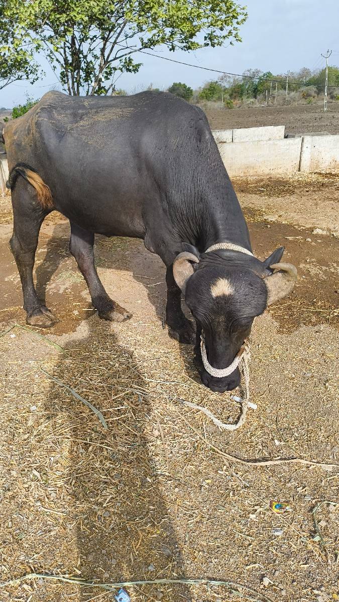 ખળેલી વેચવાની છે
